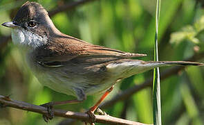 Common Whitethroat