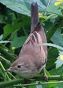 Common Whitethroat