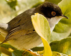 Sardinian Warbler