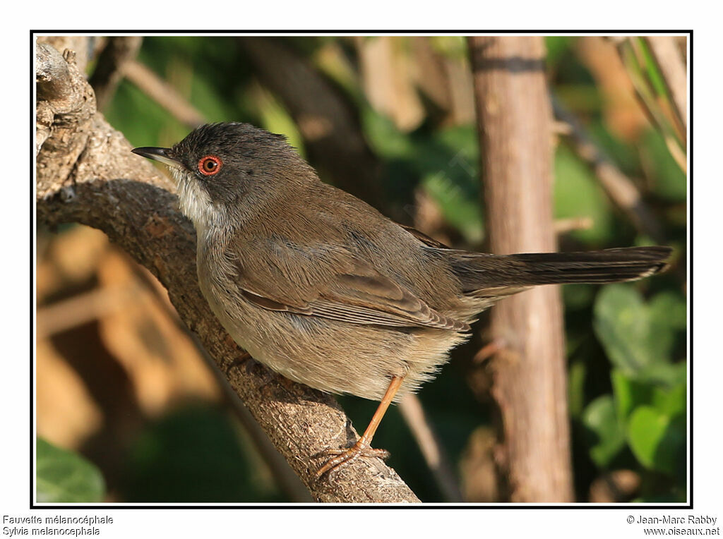 Sardinian Warbler female, identification