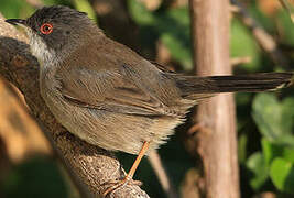 Sardinian Warbler