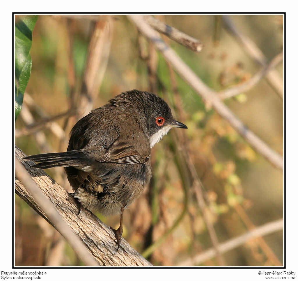 Sardinian Warbler female, identification