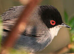 Sardinian Warbler