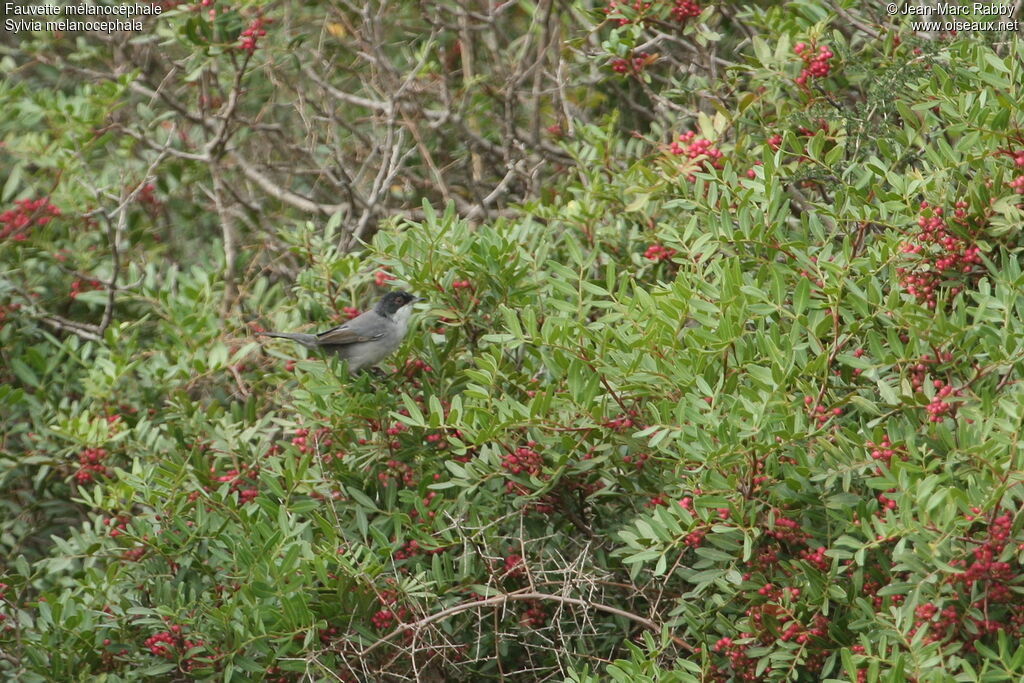 Sardinian Warbler