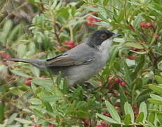 Sardinian Warbler