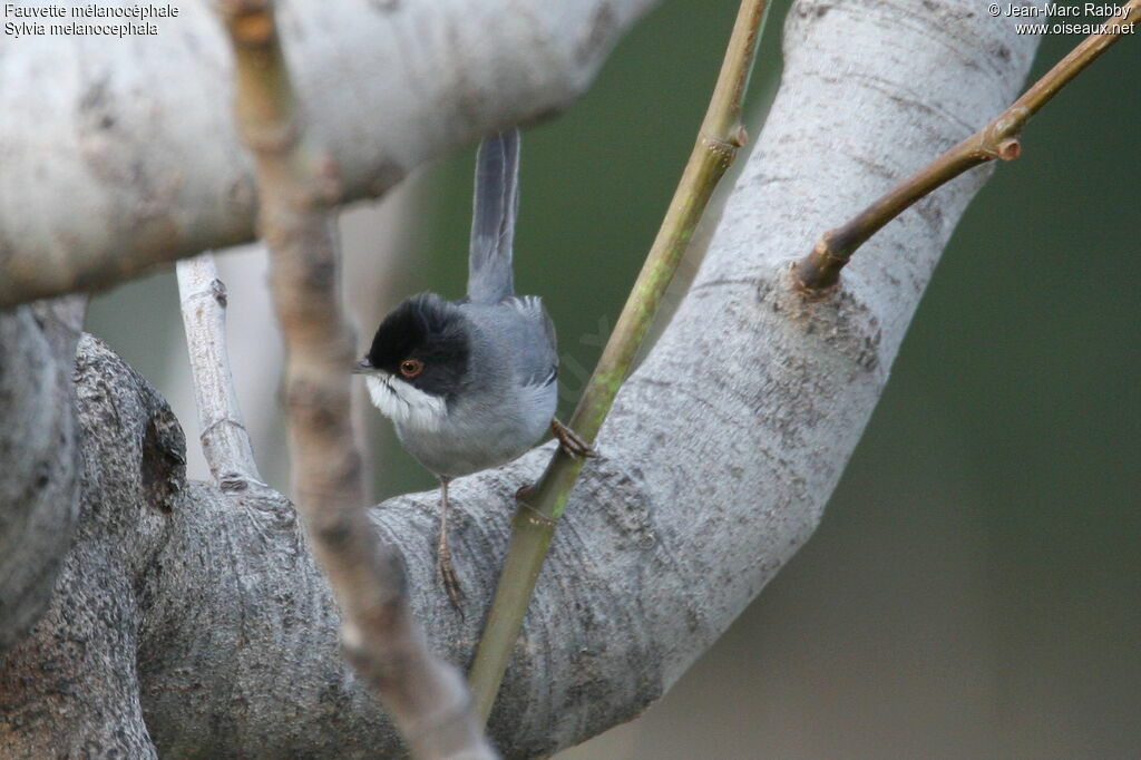 Sardinian Warbler, identification