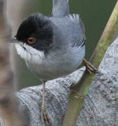 Sardinian Warbler