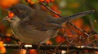 Sardinian Warbler