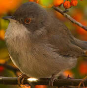 Sardinian Warbler