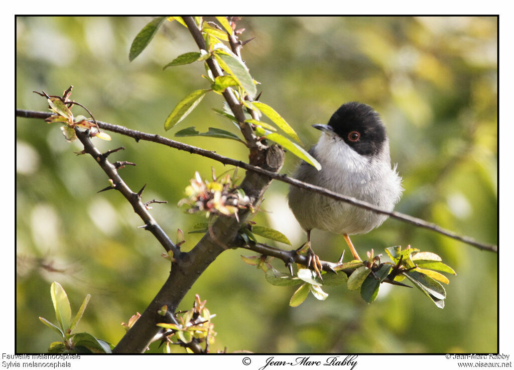 Sardinian Warbler, identification