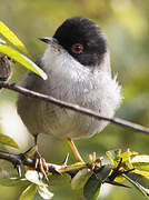 Sardinian Warbler