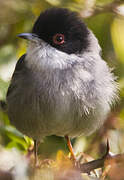 Sardinian Warbler