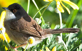 Sardinian Warbler