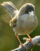 Sardinian Warbler