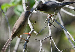 Sardinian Warbler