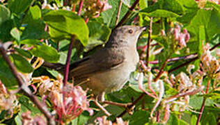 Subalpine Warbler