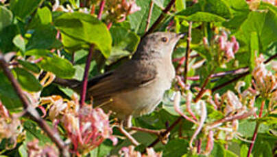 Fauvette passerinette