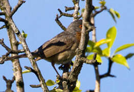 Dartford Warbler