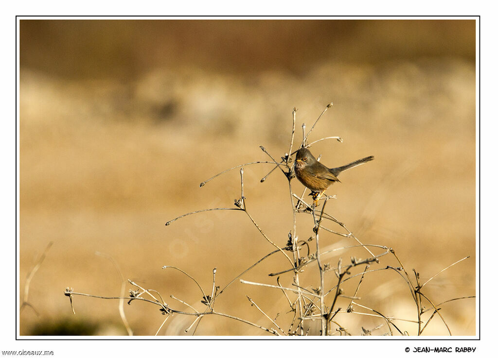 Fauvette pitchou mâle, identification