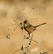 Dartford Warbler