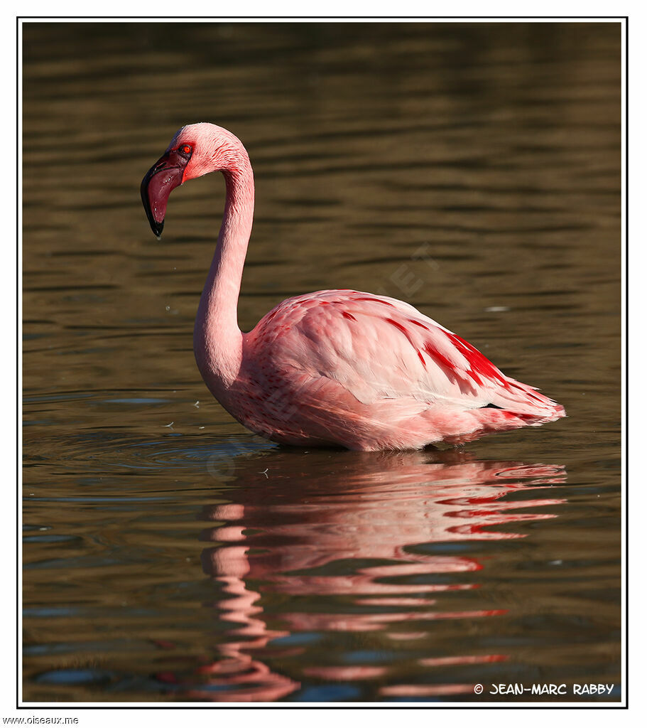 Flamant nain, identification