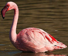 Lesser Flamingo