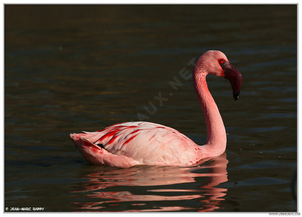 Lesser Flamingo, identification