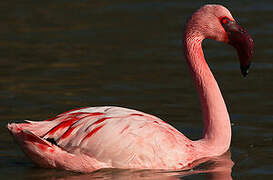 Lesser Flamingo