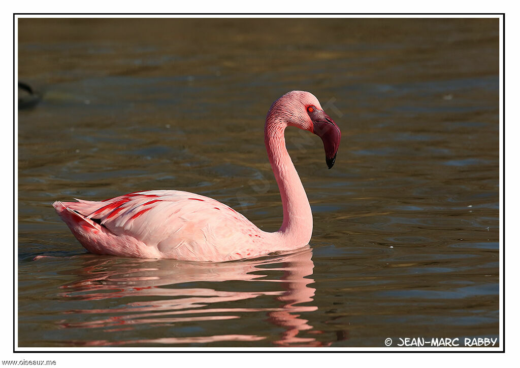 Flamant nain, identification