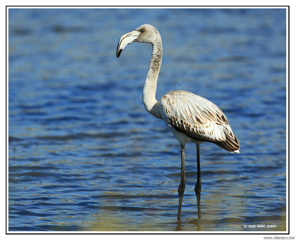 Greater FlamingoFirst year, identification