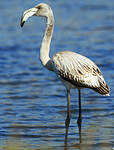 Flamant rose