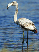 Flamant rose