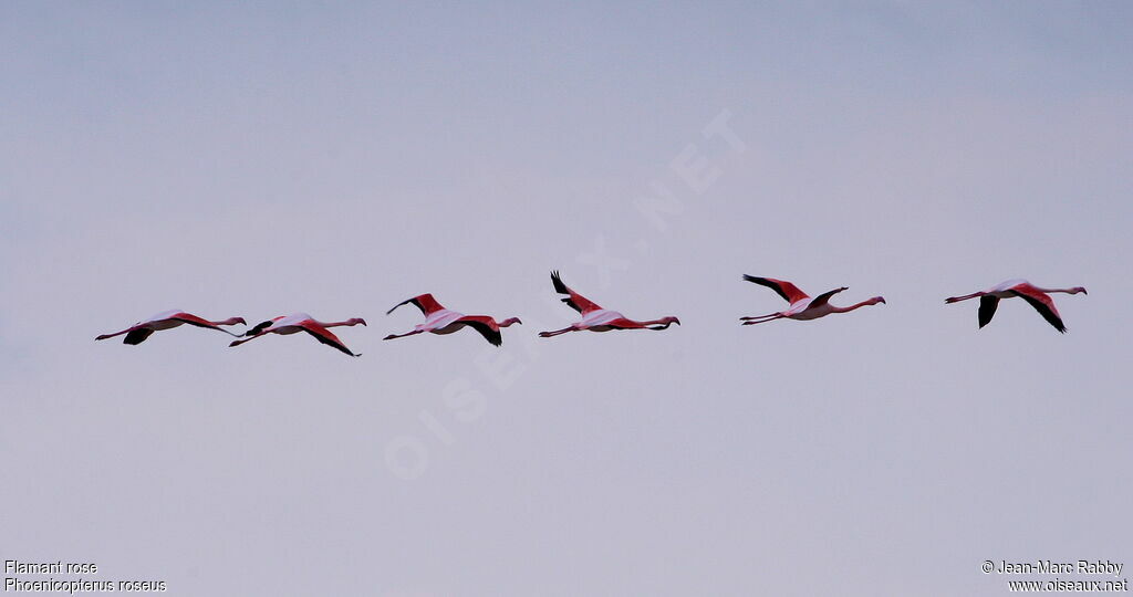 Flamant rose