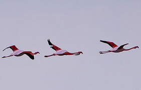 Flamant rose