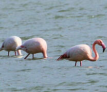 Flamant rose