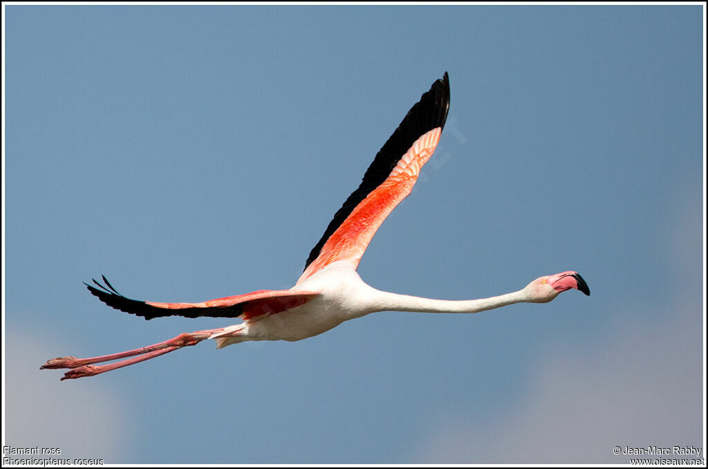 Flamant rose, Vol