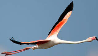 Greater Flamingo