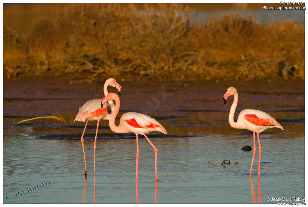 Flamant rose3ème année, identification