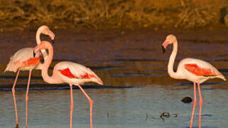 Flamant rose