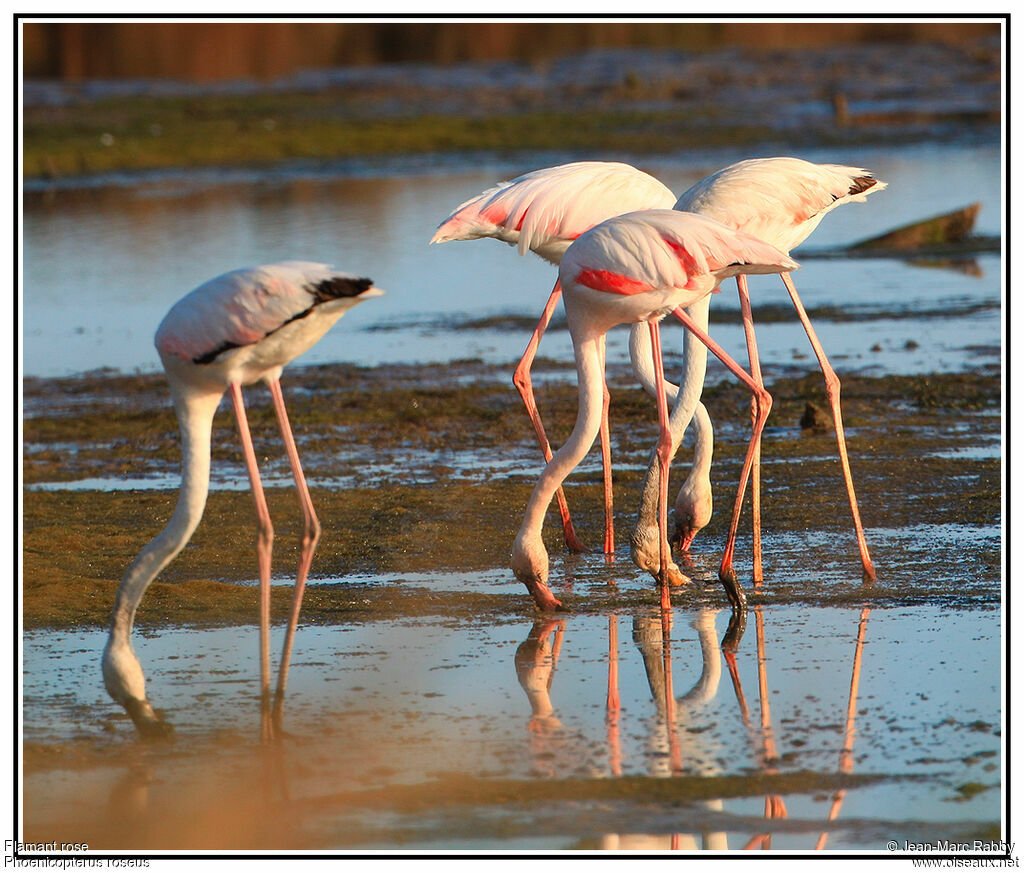 Greater Flamingo, identification