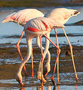 Greater Flamingo