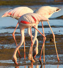 Flamant rose