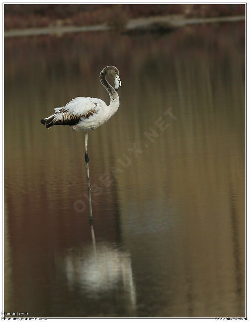 Greater Flamingoimmature, identification