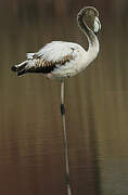 Greater Flamingo