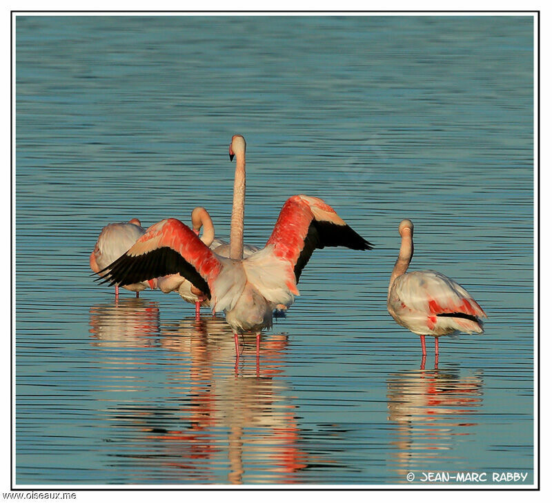 Greater Flamingoadult, identification