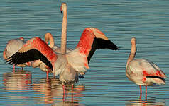 Flamant rose