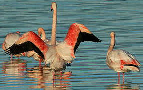 Greater Flamingo