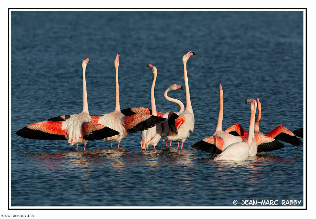 Flamant rose, identification, Comportement