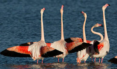 Flamant rose