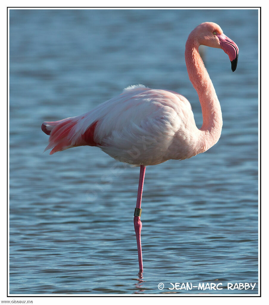 Greater Flamingo, identification